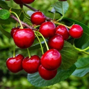 Вишня Ксенія — фото сорту