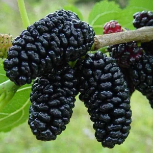 Шовковиця Шеллі