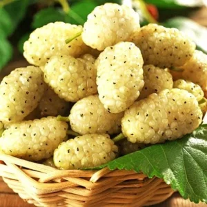 Шовковиця Вікторія