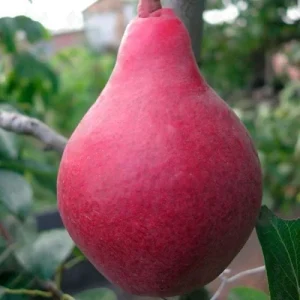 Груша Старкримсон — фото сорту