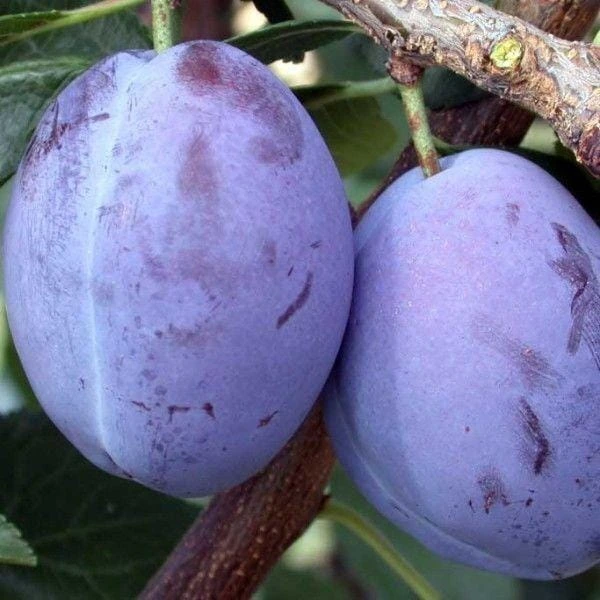Слива Улюблениця Султана — фото сорту