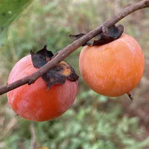 Плоди хурми віргінської (Diospyros virginiana) на гілці
