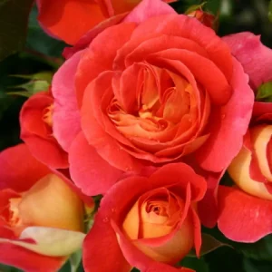 Троянда Брати Грімм — квітка сорту