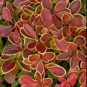 Барбарис Тунберга Корал (Coral) — AgroSad