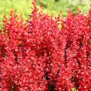Барбарис Тунберга Red Rocket — AgroSad
