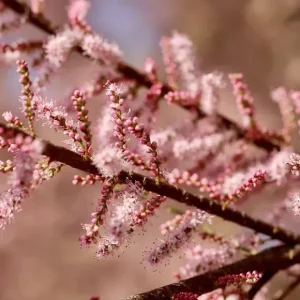 Тамарікс — AgroSad