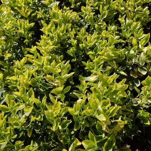 Бересклет Emerald 'n' Gold — AgroSad