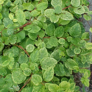 Жимолость японська сітчаста (Aureoreticulata) — AgroSad