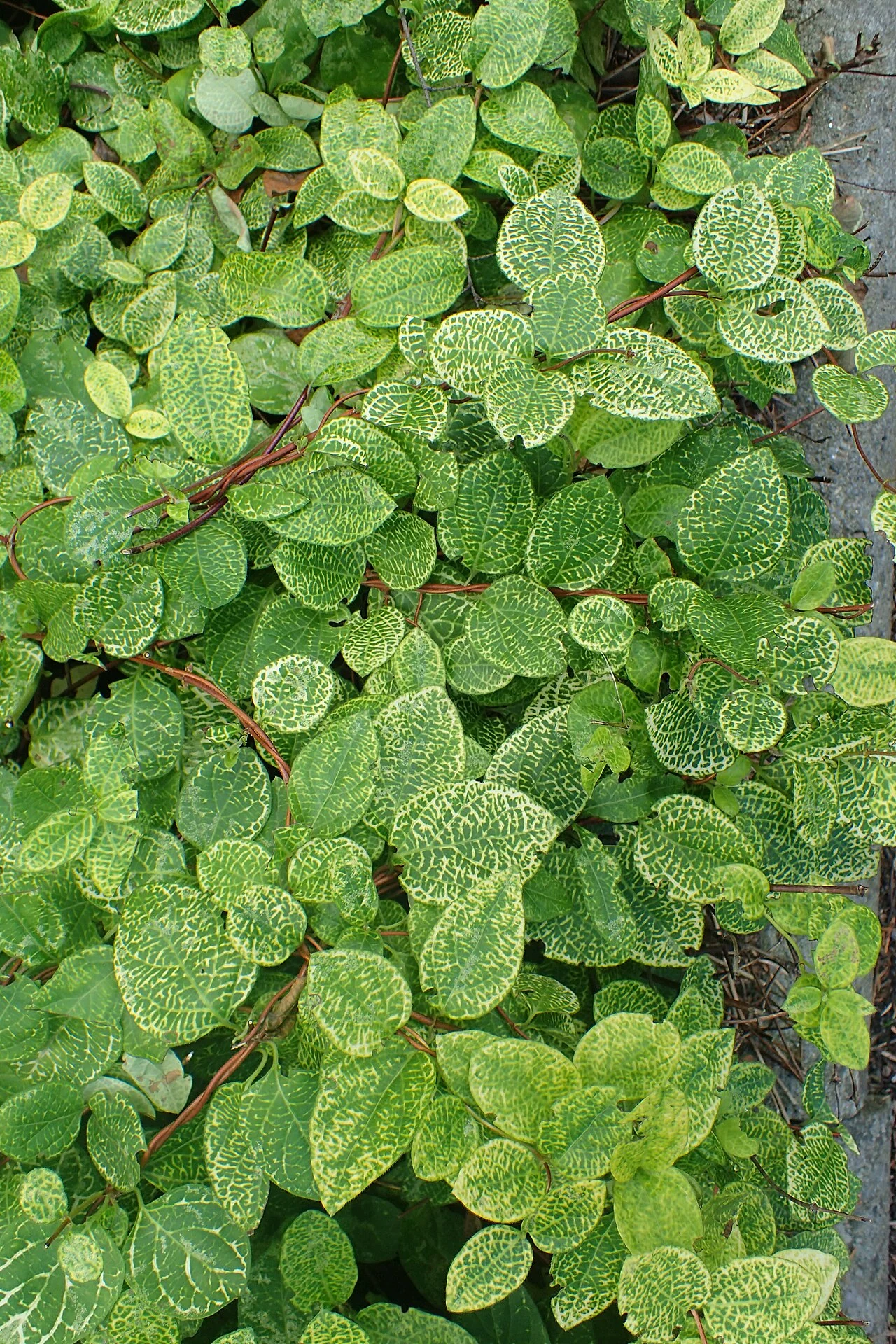 Жимолость японська сітчаста (Aureoreticulata) — AgroSad