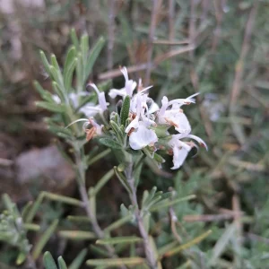 Розмарин — AgroSad
