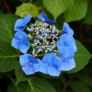 Гортензія Blaumeise — AgroSad