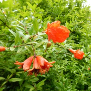 Гранат кімнатний Нана — AgroSad