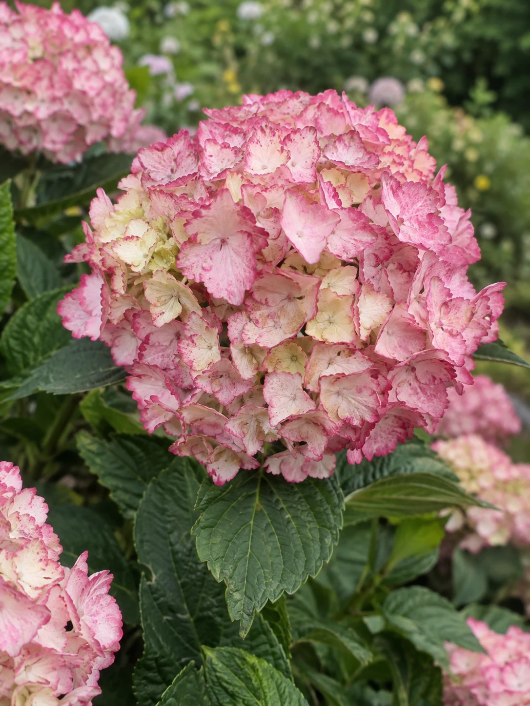 Гортензія French Cancan Rose