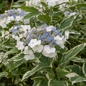Гортензія Mariesii Variegata