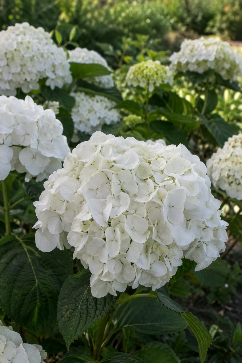 Гортензія Saxon Bright White / Saxbriwhi