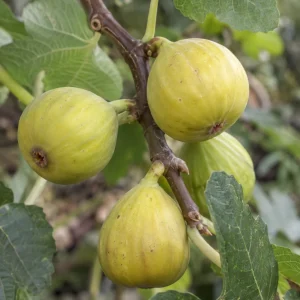 Інжир Kadota