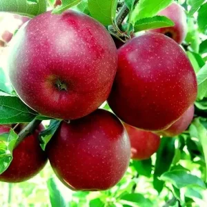 Яблуня Чорний Принц — плоди сорту