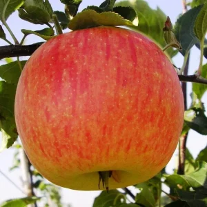 Яблуня Мельба — плоди сорту